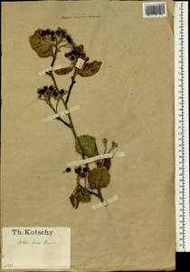 Aria edulis (Willd.) M. Roem., Зарубежная Азия (ASIA) (Турция)