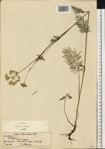 Кадения сомнительная (Schkuhr) Lavrova & V.N.Tikhom., Восточная Европа, Московская область и Москва (E4a) (Россия)