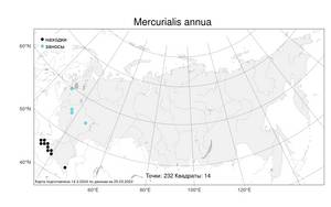 Mercurialis annua, Пролесник однолетний L., Атлас флоры России (FLORUS) (Россия)