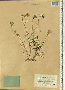 Колокольчик круглолистный L., Сибирь, Алтай и Саяны (S2) (Россия)