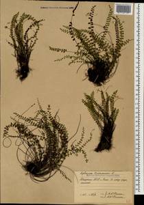 Костенец волосовидный L., Кавказ, Абхазия (K4a) (Абхазия)