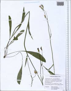 Колокольчик алтайский Ledeb., Восточная Европа, Центральный лесостепной район (E6) (Россия)