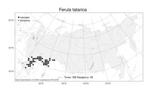Ferula tatarica, Ферула татарская Fisch. ex Spreng., Атлас флоры России (FLORUS) (Россия)