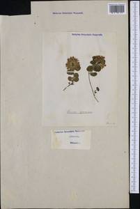Teucrium pyrenaicum L., Западная Европа (EUR) (Италия)