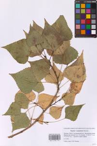 Populus × canadensis Moench, Восточная Европа, Московская область и Москва (E4a) (Россия)