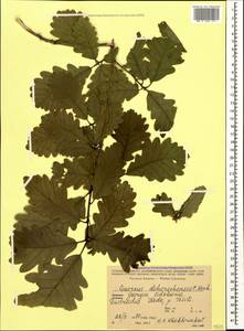 Quercus petraea subsp. polycarpa (Schur) Soó, Кавказ, Грузия (K4) (Грузия)