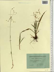 Ожика волосистая (L.) Willd., Восточная Европа, Белоруссия (E3a) (Белоруссия)