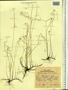 Cyperus brevifolioides Thieret & Delahouss., Сибирь, Дальний Восток (S6) (Россия)