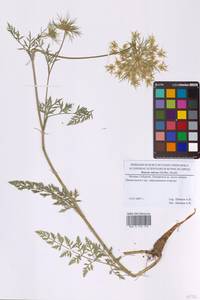 Daucus carota var. sativus Hoffm., Восточная Европа, Московская область и Москва (E4a) (Россия)