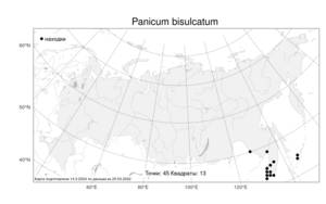 Panicum bisulcatum, Просо двубороздчатое Thunb., Атлас флоры России (FLORUS) (Россия)