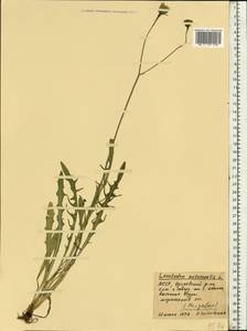 Scorzoneroides autumnalis subsp. autumnalis, Восточная Европа, Молдавия (E13a) (Молдавия)
