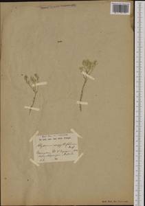 Alyssum serpyllifolium Desf., Западная Европа (EUR) (Испания)