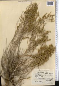 Artemisia herba-alba Asso, Средняя Азия и Казахстан, Памир и Памиро-Алай (M2) (Туркмения)