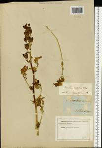 Aconitum lycoctonum subsp. lasiostomum (Rchb.) Warncke, Восточная Европа, Южно-Украинский район (E12) (Украина)