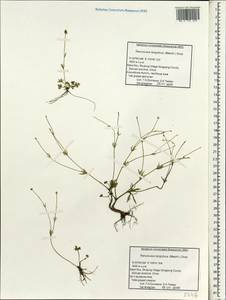 Ranunculus brotherusii var. tanguticus (Maxim.) M. Tamura, Зарубежная Азия (ASIA) (КНР)
