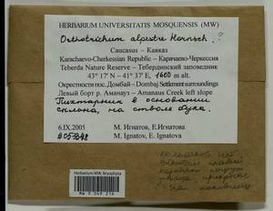 Orthotrichum alpestre Hornsch. ex Bruch & Schimp., Гербарий мохообразных, Мхи - Северный Кавказ и Предкавказье (B12) (Россия)