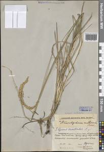 Волоснец многостебельный (Kar. & Kir.) Tzvelev, Средняя Азия и Казахстан, Прикаспийский Устюрт и Северное Приаралье (M8) (Казахстан)