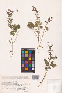 Хохлатка плотная (L.) Clairv., Восточная Европа, Нижневолжский район (E9) (Россия)