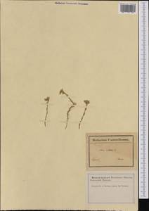 Minuartia mutabilis subsp. mutabilis, Западная Европа (EUR) (Франция)