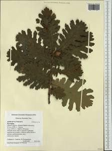 Quercus conferta Kit., Западная Европа (EUR) (Болгария)
