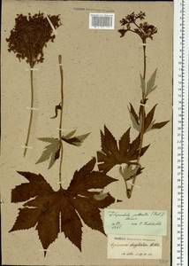 Filipendula digitata (Willd.) Bergmans, Сибирь и Дальний Восток (без точных местонахождений) (S0) (Россия)