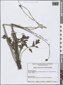 Oreomecon amurensis (N.Busch) Galasso, Banfi & Bartolucci, Сибирь, Дальний Восток (S6) (Россия)