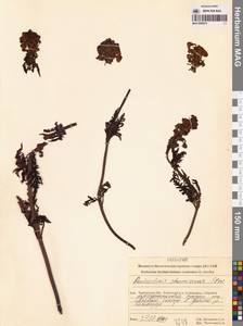 Мытник Шамиссо Steven, Сибирь, Чукотка и Камчатка (S7) (Россия)