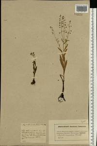 Незабудка рыхлая Lehm., Восточная Европа, Московская область и Москва (E4a) (Россия)