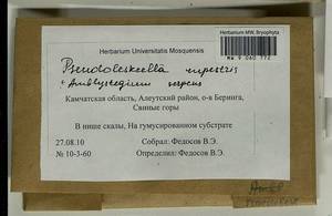 Pseudoleskeella rupestris (Berggr.) Hedenäs & L. Söderstr., Гербарий мохообразных, Мхи - Чукотка и Камчатка (B21) (Россия)