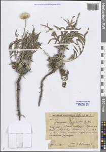 Наголоватка васильковая (L.) Rchb., Средняя Азия и Казахстан, Прикаспийский Устюрт и Северное Приаралье (M8) (Казахстан)