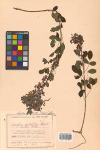 Леспедеца двуцветная Turcz., Сибирь, Дальний Восток (S6) (Россия)