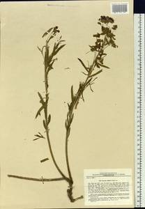 Euphorbia tommasiniana Bertol., Сибирь, Дальний Восток (S6) (Россия)