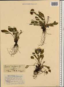 Tephroseris integrifolia subsp. primulifolia (Cufod.) Greuter, Кавказ, Северная Осетия, Ингушетия и Чечня (K1c) (Россия)