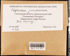 Polytrichum juniperinum Hedw., Гербарий мохообразных, Мхи - Центральное Нечерноземье (B6) (Россия)