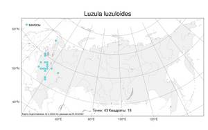 Luzula luzuloides, Ожика дубравная (Lam.) Dandy & Wilmott, Атлас флоры России (FLORUS) (Россия)