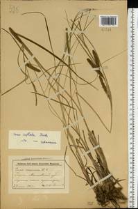 Осока носатая Stokes, Восточная Европа, Белоруссия (E3a) (Белоруссия)