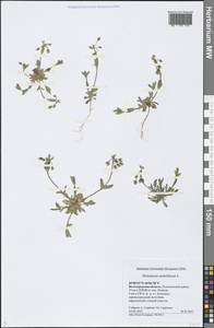 Костенец зонтичный L., Восточная Европа, Нижневолжский район (E9) (Россия)