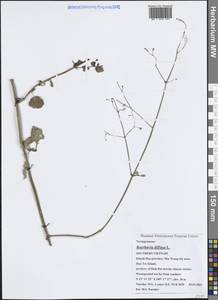 Берхавия раскидистая L., Зарубежная Азия (ASIA) (Вьетнам)