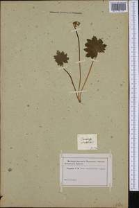 Primula matthioli subsp. matthioli, Западная Европа (EUR)