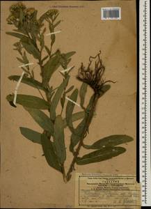 Pentanema germanicum (L.) D. Gut. Larr., Santos-Vicente, Anderb., E. Rico & M. M. Mart. Ort., Кавказ, Азербайджан (K6) (Азербайджан)