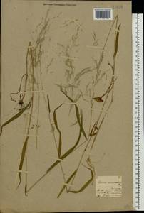 Цинна широколистная (Trevir. ex Göpp.) Griseb., Восточная Европа, Северо-Западный район (E2) (Россия)