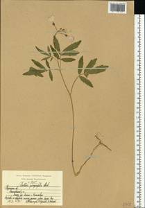 Сердечник пятилистный (M.Bieb.) Schmalh., Восточная Европа, Центральный район (E4) (Россия)