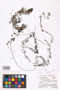 MHA 0 162 636, Utricularia ×neglecta Lehm., Восточная Европа, Центральный район (E4) (Россия)