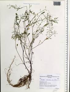 Жерушник лесной (L.) Besser, Сибирь, Алтай и Саяны (S2) (Россия)