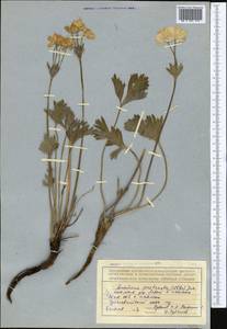 Ветреник вытянутый (Ulbr.) Holub, Средняя Азия и Казахстан, Северный и Центральный Тянь-Шань (M4) (Казахстан)