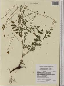 Poterium sanguisorba subsp. sanguisorba, Западная Европа (EUR) (Болгария)