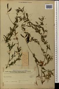 Чина луговая L., Кавказ, Азербайджан (K6) (Азербайджан)