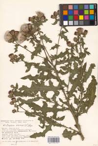 Бодяк полевой, Розовый осот (L.) Scop., Восточная Европа, Московская область и Москва (E4a) (Россия)