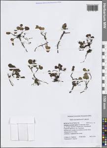 Ива Турчанинова Laksch., Сибирь, Прибайкалье и Забайкалье (S4) (Россия)