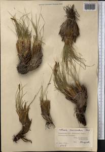 Carex deasyi (C.B.Clarke) O.Yano & S.R.Zhang, Средняя Азия и Казахстан, Памир и Памиро-Алай (M2) (Таджикистан)